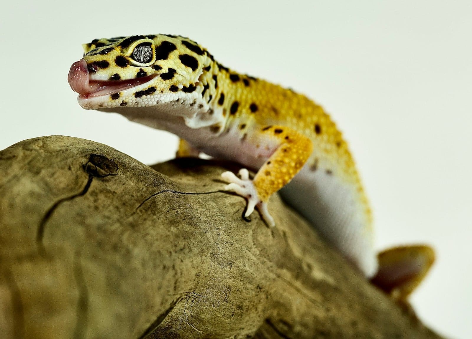 Leopard gecko di atas kayu