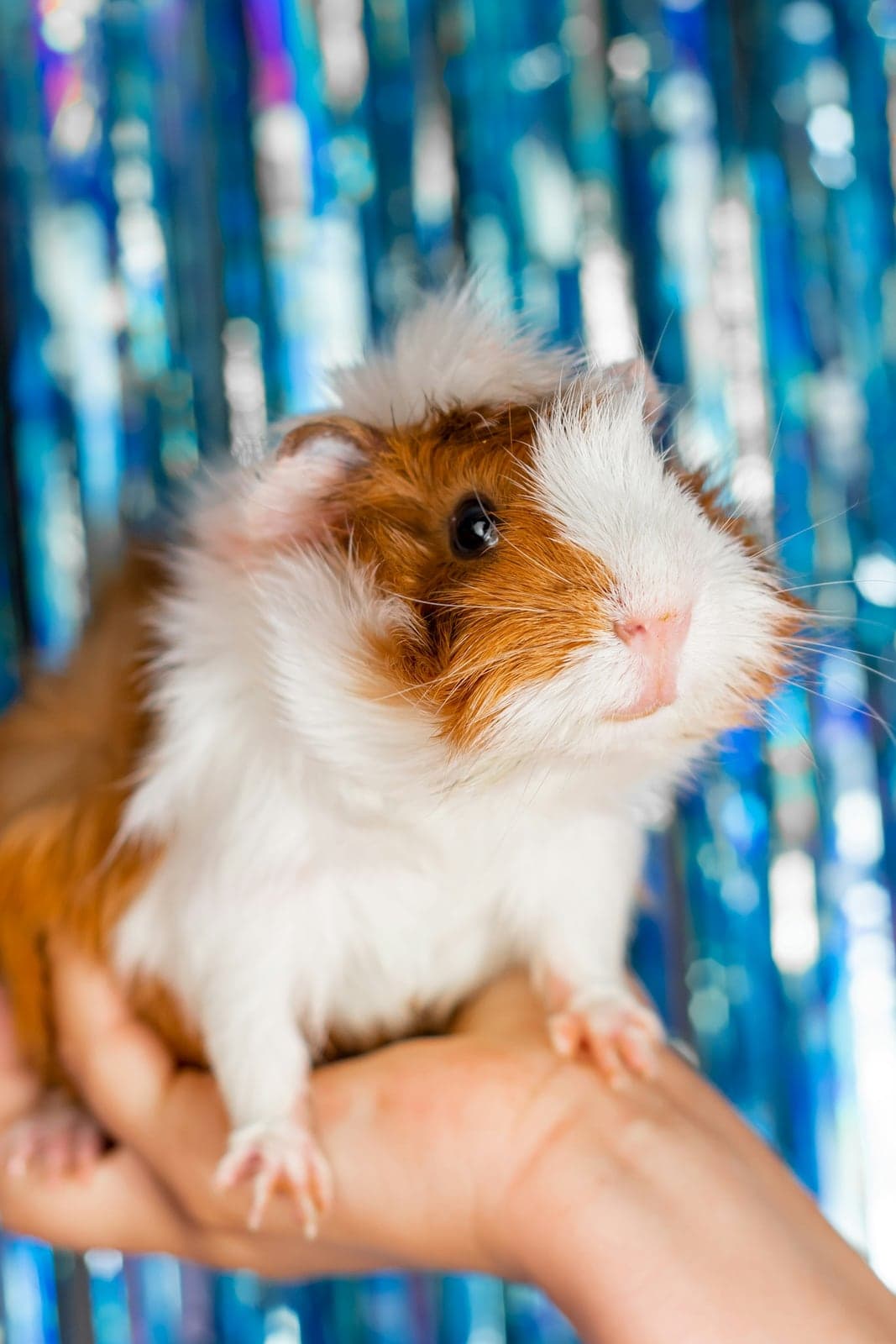 Guinea pig cokelat putih digendong