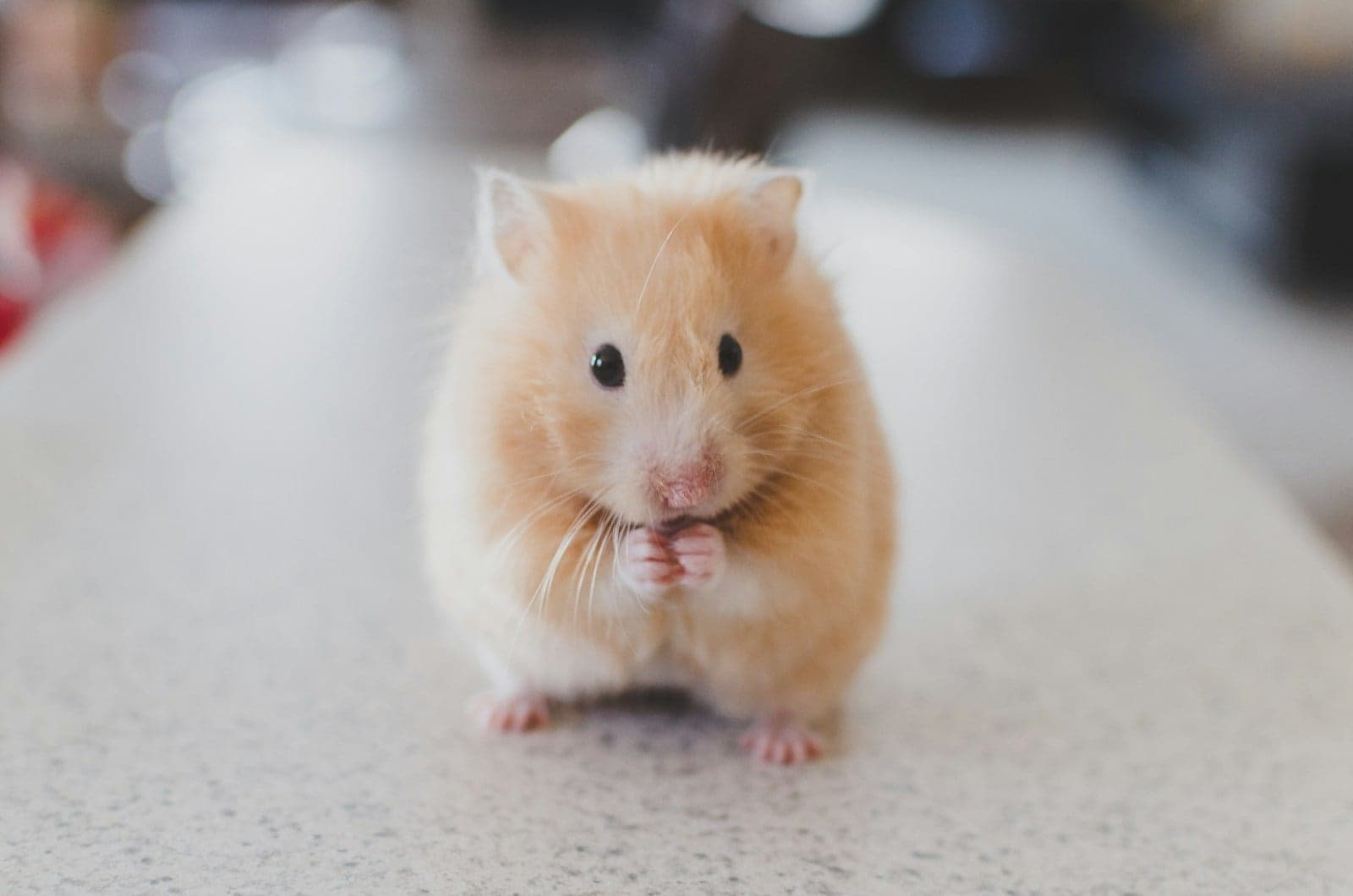 Hamster cokelat berdiri