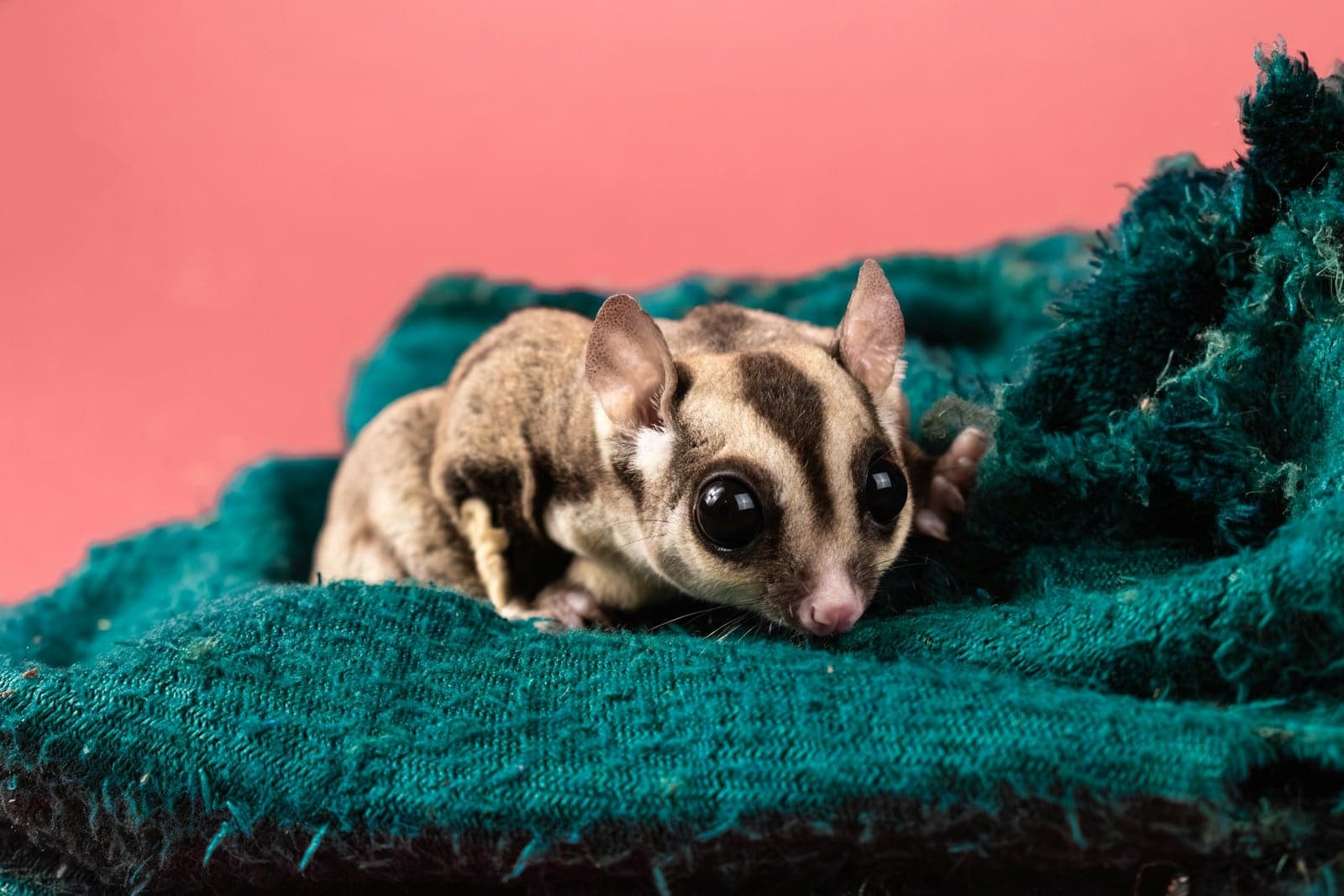 Sugar glider duduk di atas selimut hijau