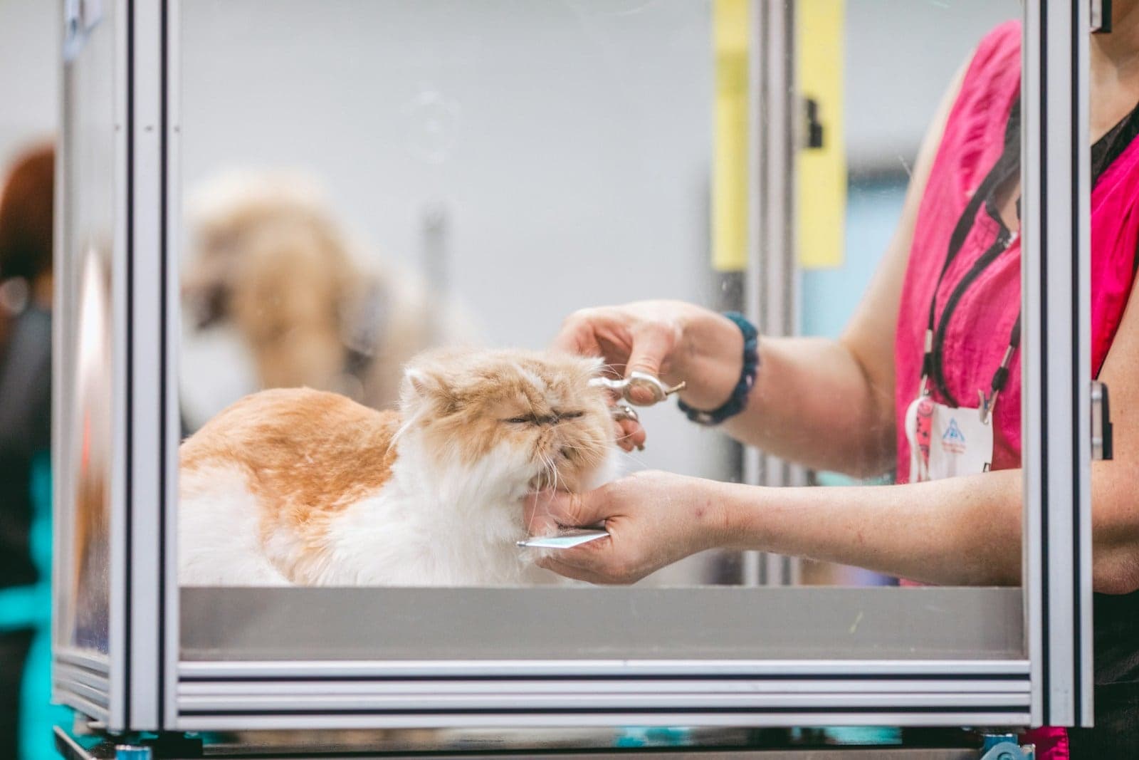 Groomer merapikan bulu kucing persia dengan gunting