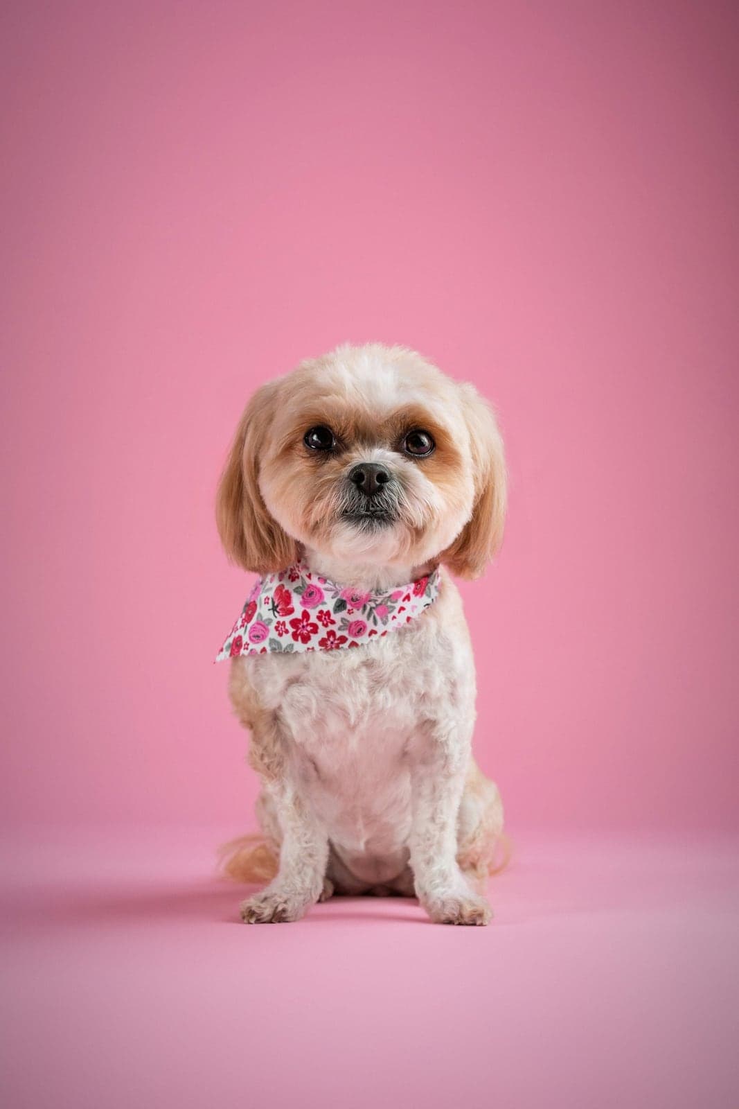 Anjing kecil berbandana setelah grooming dengan latar pink