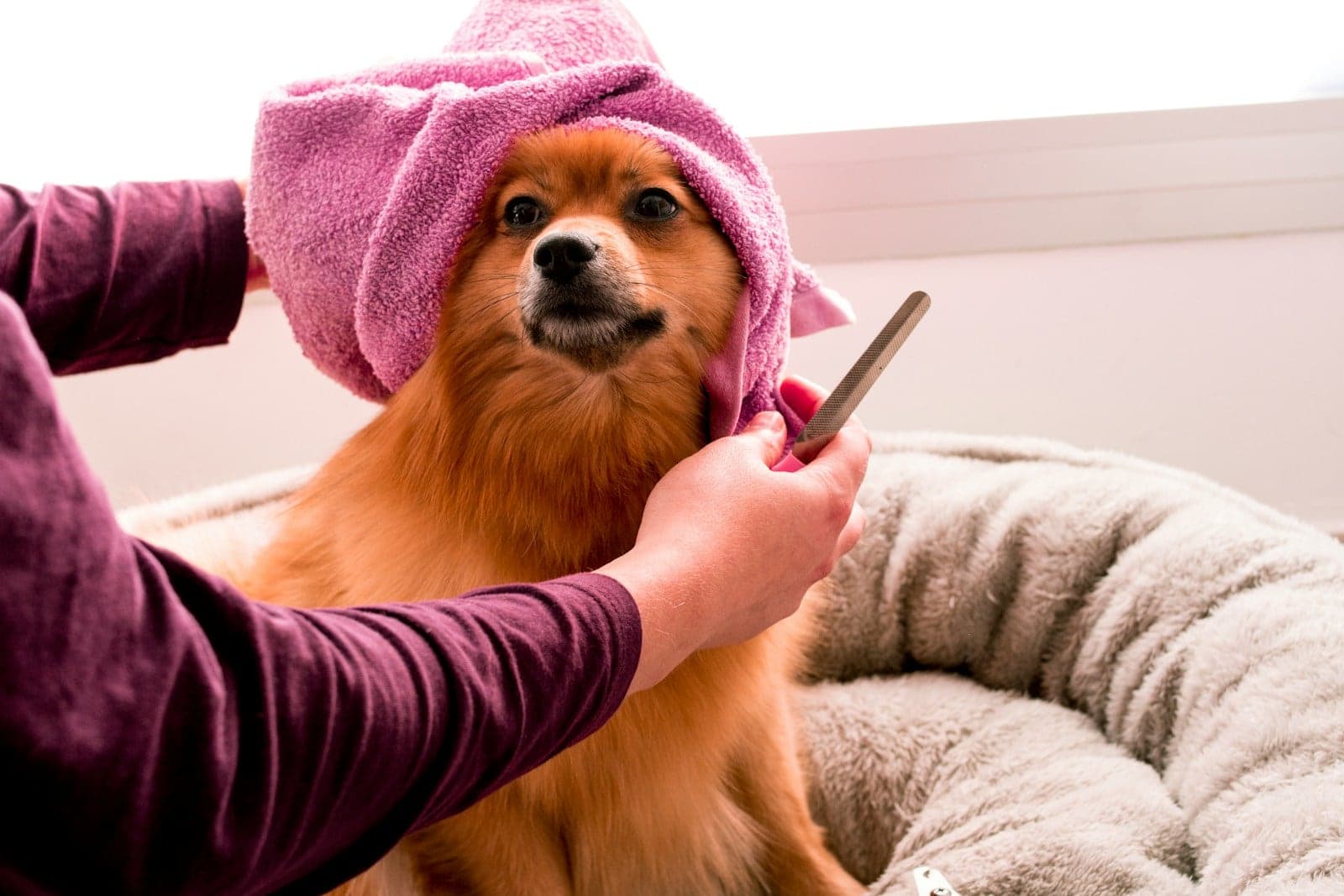 Anjing pomeranian berbalut handuk pink setelah dimandikan