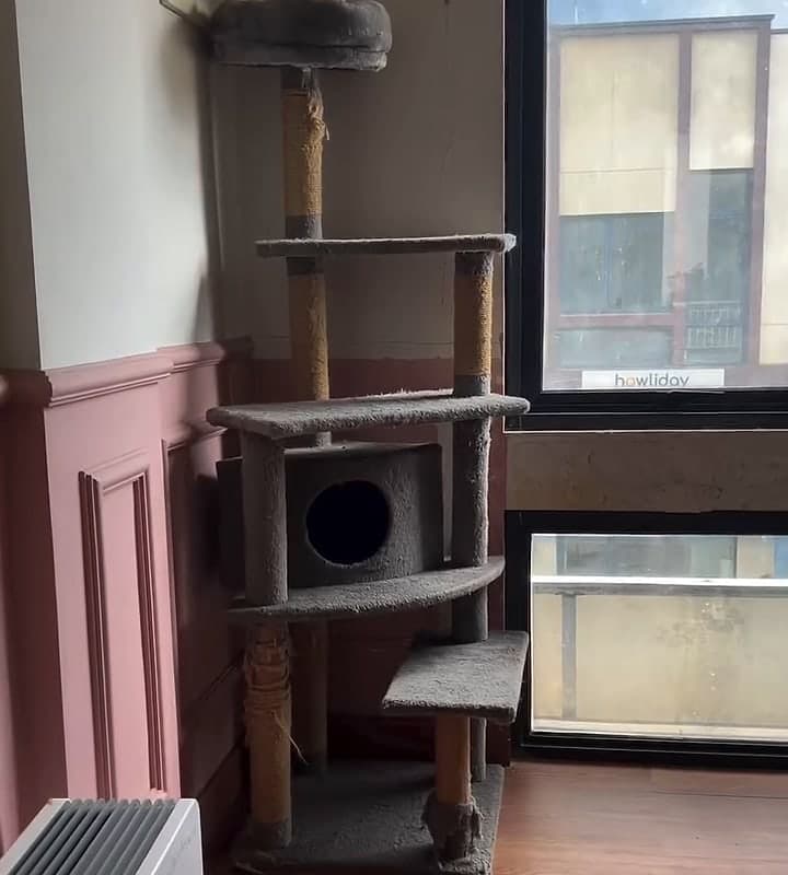 Ruang kucing dengan cat tree dan jendela besar