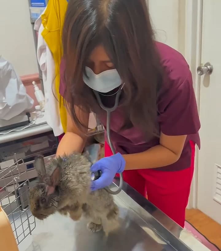 Dokter Animal Life Care sedang memeriksa pasien