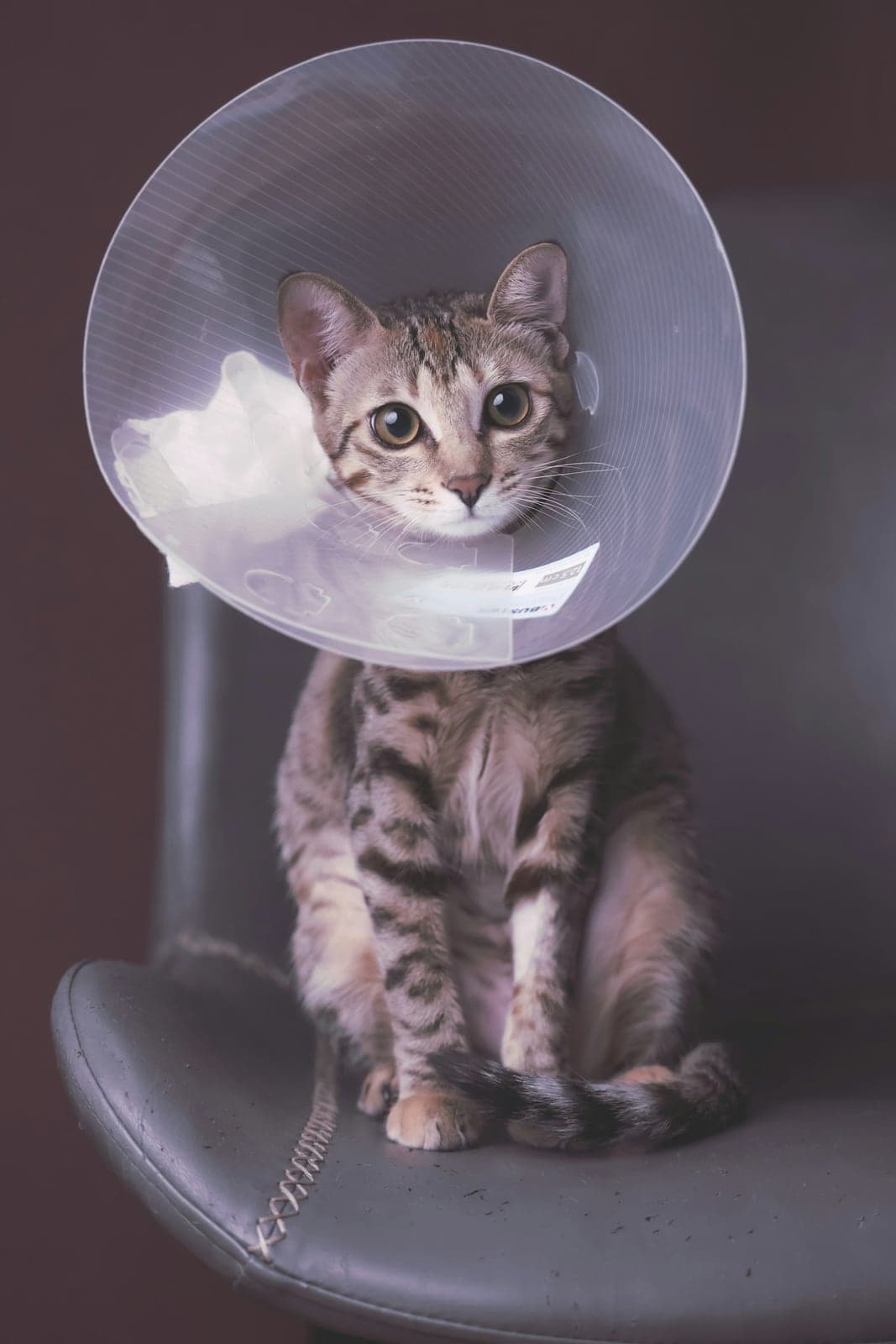 Kucing tabby memakai e-collar setelah steril
