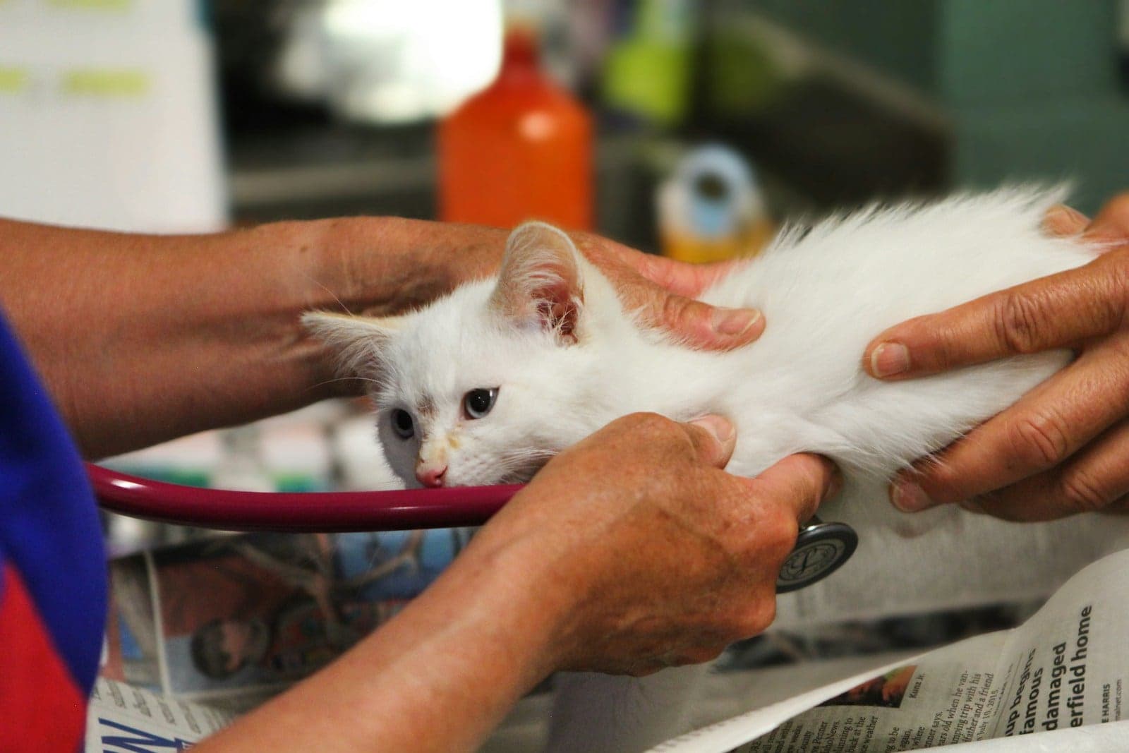Anak kucing putih diperiksa dokter hewan dengan stetoskop